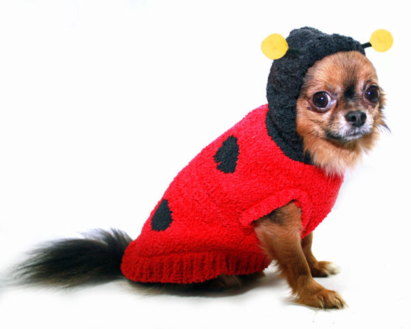 Picture of Chenille Lady Bug Hoodie