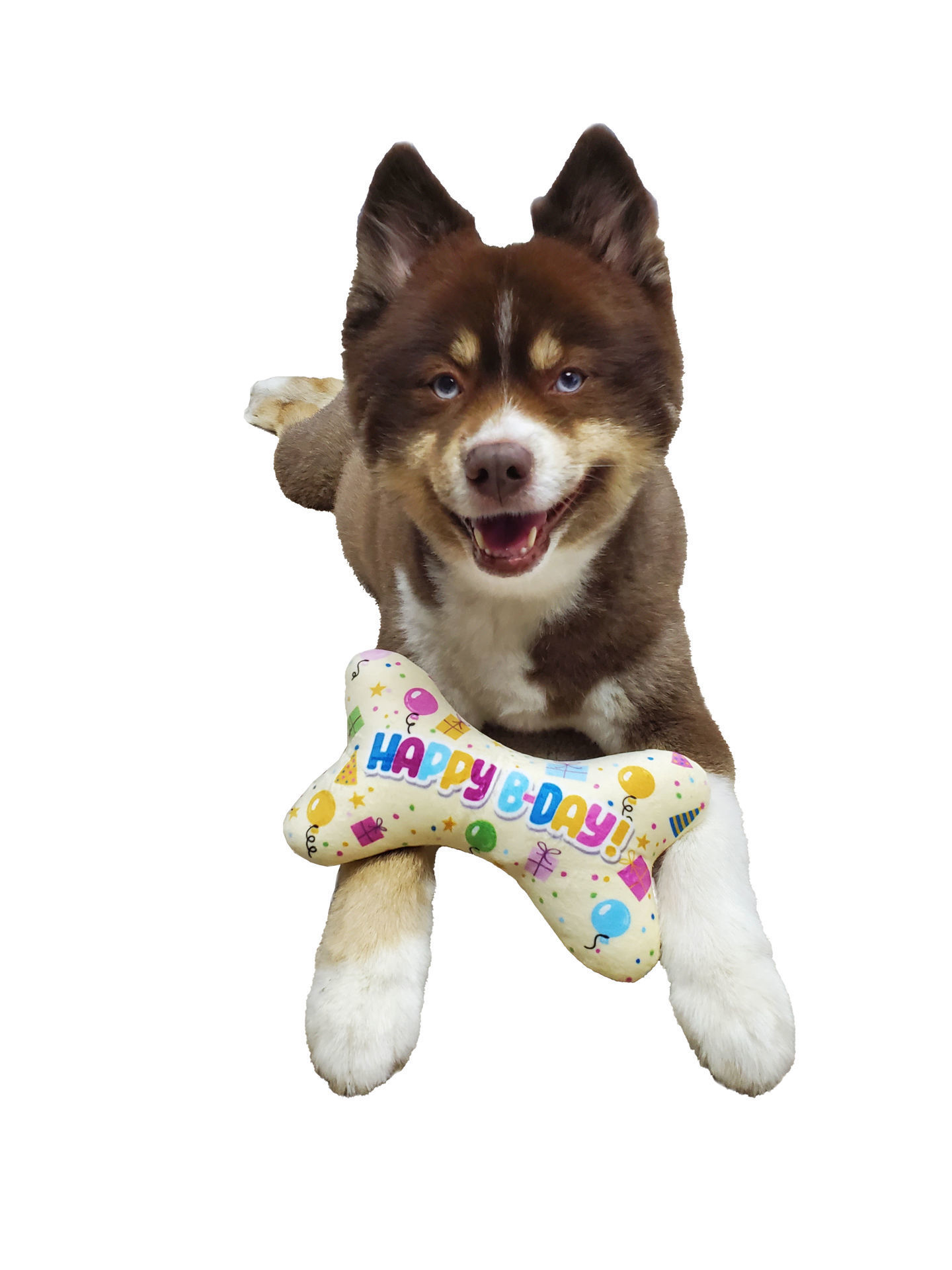 Picture of Bone Toy - Happy Birthday