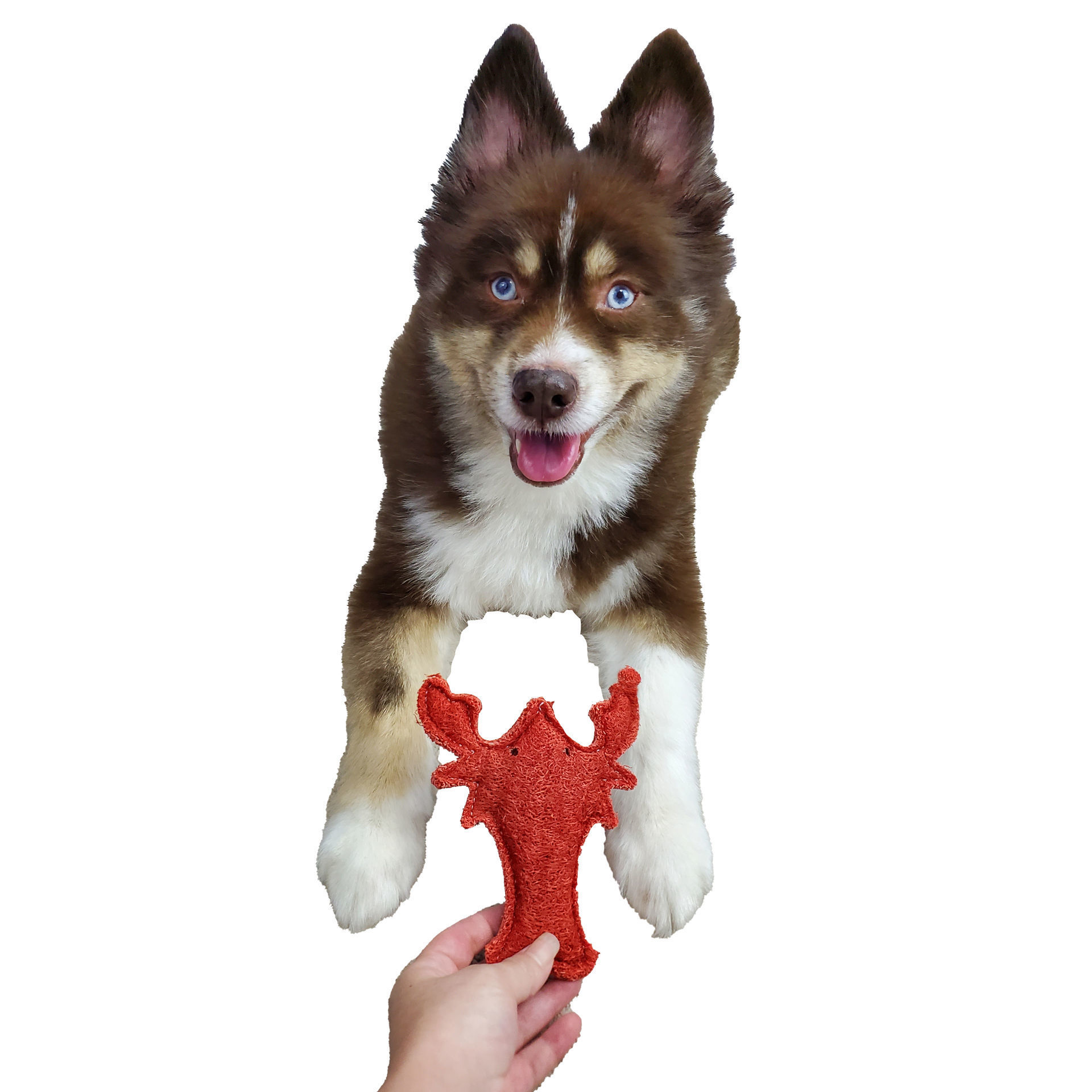 Picture of Organic Vegetable Dental Toy - Loofah Red Lobster