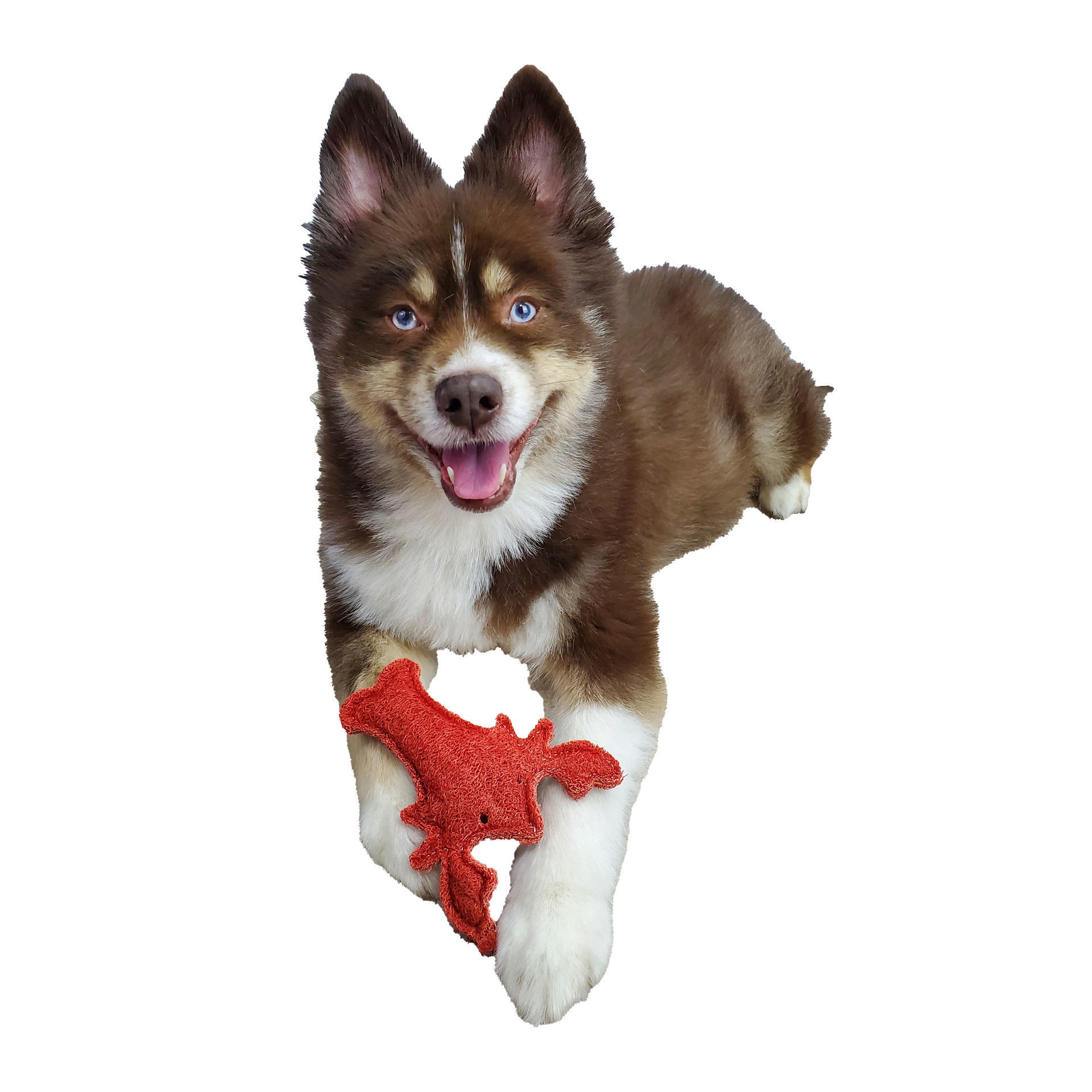 Picture of Organic Vegetable Dental Toy - Loofah Red Lobster